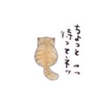 春爛漫猫猫スタンプ（個別スタンプ：12）