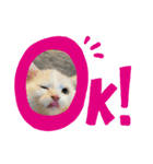 Nike/ニケ坊and Luna/ルナ 嬢 可愛い猫（個別スタンプ：1）