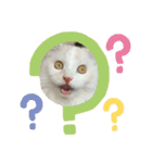 Nike/ニケ坊and Luna/ルナ 嬢 可愛い猫（個別スタンプ：3）