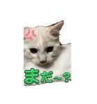 Nike/ニケ坊and Luna/ルナ 嬢 可愛い猫（個別スタンプ：7）