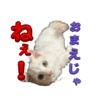 Nike/ニケ坊and Luna/ルナ 嬢 可愛い猫（個別スタンプ：8）