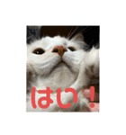 Nike/ニケ坊and Luna/ルナ 嬢 可愛い猫（個別スタンプ：10）