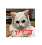 Nike/ニケ坊and Luna/ルナ 嬢 可愛い猫（個別スタンプ：11）