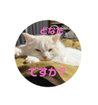 Nike/ニケ坊and Luna/ルナ 嬢 可愛い猫（個別スタンプ：12）