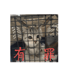Nike/ニケ坊and Luna/ルナ 嬢 可愛い猫（個別スタンプ：13）