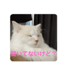 Nike/ニケ坊and Luna/ルナ 嬢 可愛い猫（個別スタンプ：14）
