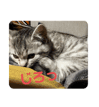 Nike/ニケ坊and Luna/ルナ 嬢 可愛い猫（個別スタンプ：15）
