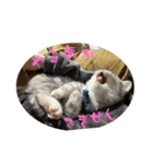 Nike/ニケ坊and Luna/ルナ 嬢 可愛い猫（個別スタンプ：16）