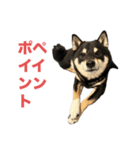 黒柴もずくの意識高めなビジネス用語集（個別スタンプ：1）