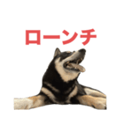 黒柴もずくの意識高めなビジネス用語集（個別スタンプ：2）