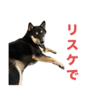 黒柴もずくの意識高めなビジネス用語集（個別スタンプ：3）