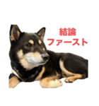 黒柴もずくの意識高めなビジネス用語集（個別スタンプ：4）