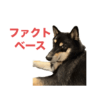 黒柴もずくの意識高めなビジネス用語集（個別スタンプ：5）