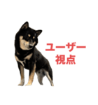 黒柴もずくの意識高めなビジネス用語集（個別スタンプ：8）