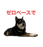 黒柴もずくの意識高めなビジネス用語集（個別スタンプ：10）