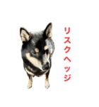 黒柴もずくの意識高めなビジネス用語集（個別スタンプ：11）