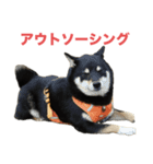 黒柴もずくの意識高めなビジネス用語集（個別スタンプ：13）