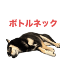黒柴もずくの意識高めなビジネス用語集（個別スタンプ：14）