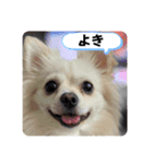 ポメチワのUruくん(9)（個別スタンプ：7）