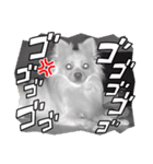ポメチワのUruくん(9)（個別スタンプ：8）