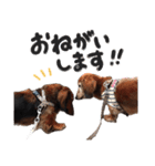 インディー（挨拶）（個別スタンプ：2）