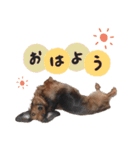 インディー（挨拶）（個別スタンプ：3）