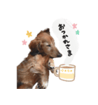インディー（挨拶）（個別スタンプ：6）