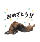 インディー（挨拶）（個別スタンプ：13）