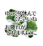 きちんと大人敬語✿あると助かる！花あいさつ（個別スタンプ：31）