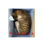 ねこねこしゅたんぷ3（個別スタンプ：1）