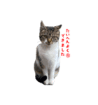 ねこねこしゅたんぷ3（個別スタンプ：2）