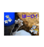 ねこねこしゅたんぷ3（個別スタンプ：3）