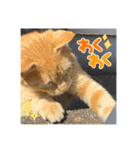 ねこねこしゅたんぷ3（個別スタンプ：6）