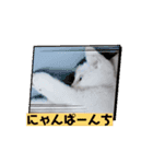 ちび猫たちのお喋り（個別スタンプ：1）