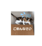 ちび猫たちのお喋り（個別スタンプ：9）