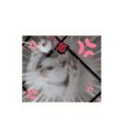 ちび猫たちのお喋り（個別スタンプ：11）