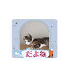 ちび猫たちのお喋り（個別スタンプ：13）