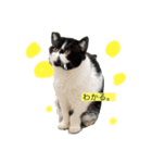 エキゾチックショートヘアの猫（個別スタンプ：1）