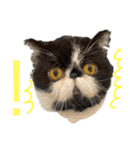 エキゾチックショートヘアの猫（個別スタンプ：2）