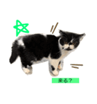 エキゾチックショートヘアの猫（個別スタンプ：8）