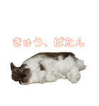 むぎちゃむと一緒（個別スタンプ：8）