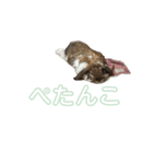 むぎちゃむと一緒（個別スタンプ：12）