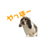 むぎちゃむと一緒（個別スタンプ：13）