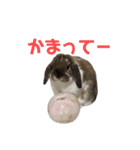 むぎちゃむと一緒（個別スタンプ：15）