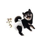 おむつわんこ♡柴犬＆黒柴（個別スタンプ：39）