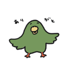 はっぴーインコ（個別スタンプ：1）