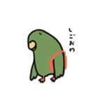 はっぴーインコ（個別スタンプ：17）