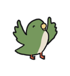 はっぴーインコ（個別スタンプ：36）