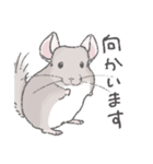 ちょいデフォチンチラスタンプ（シナモン）（個別スタンプ：2）