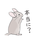 ちょいデフォチンチラスタンプ（シナモン）（個別スタンプ：12）